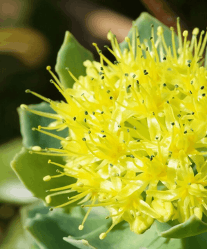 Rhodiola