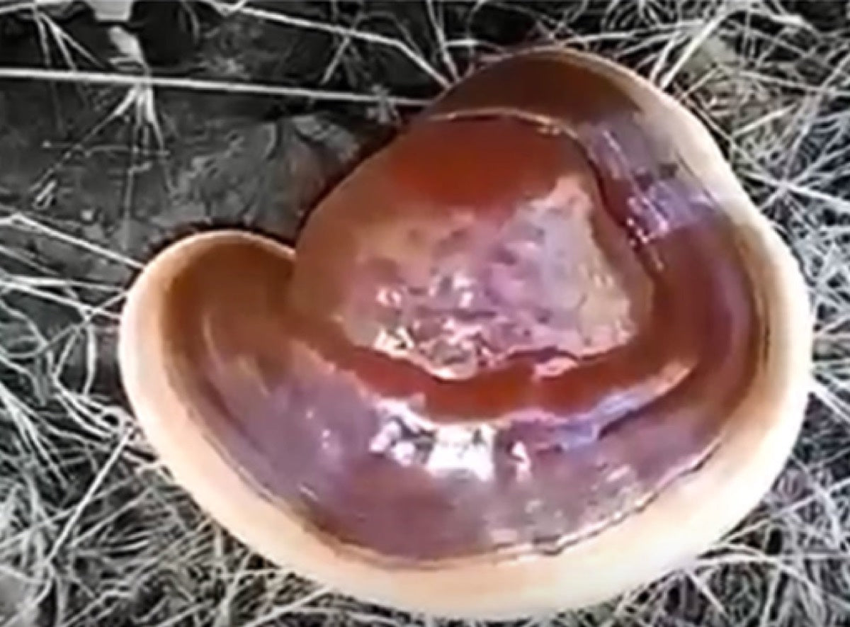 Ein glänzender, fächerförmiger rotbrauner Reishi-Pilz