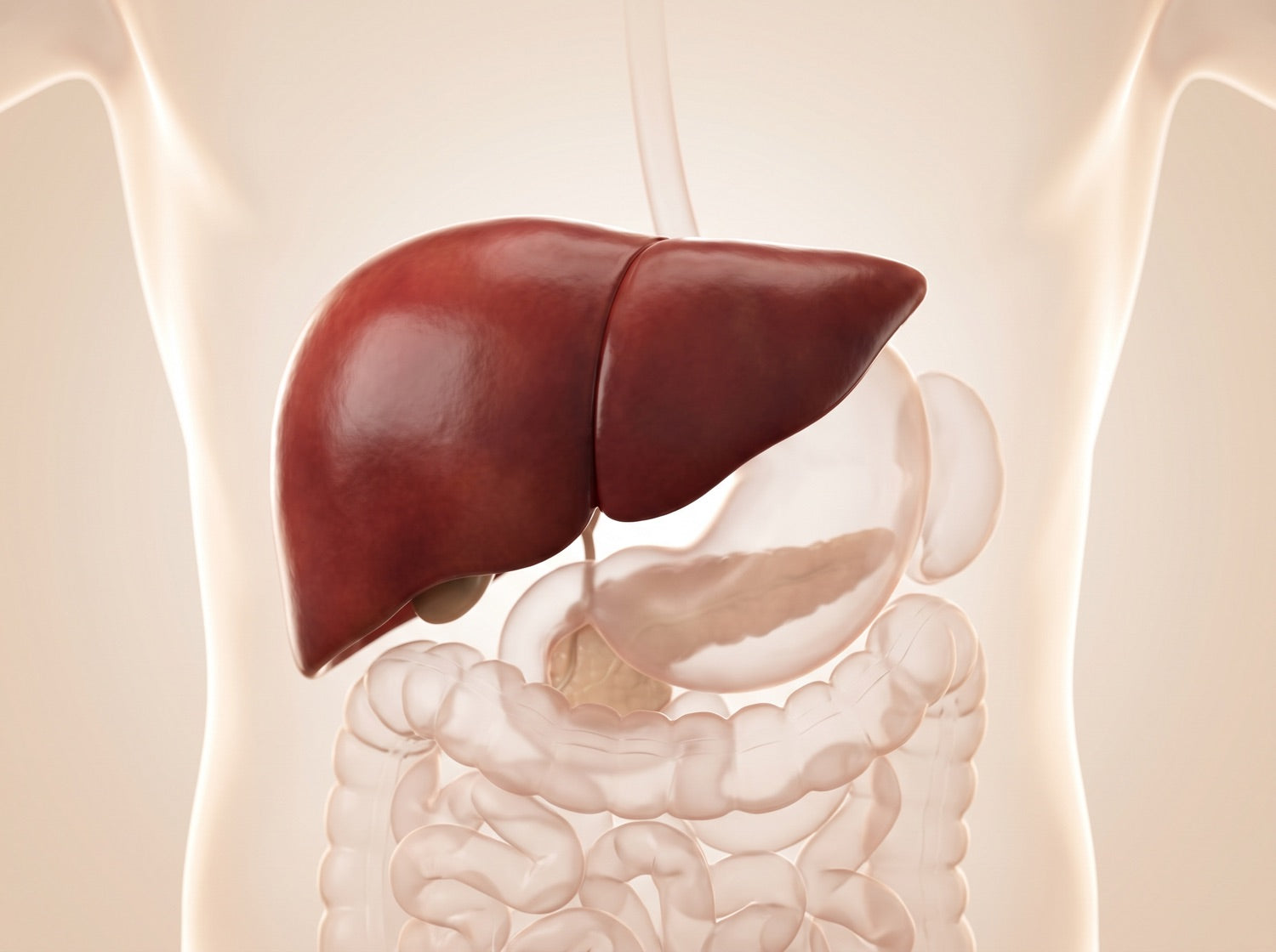 Anatomical render of a healthy liver inside a translucent torso