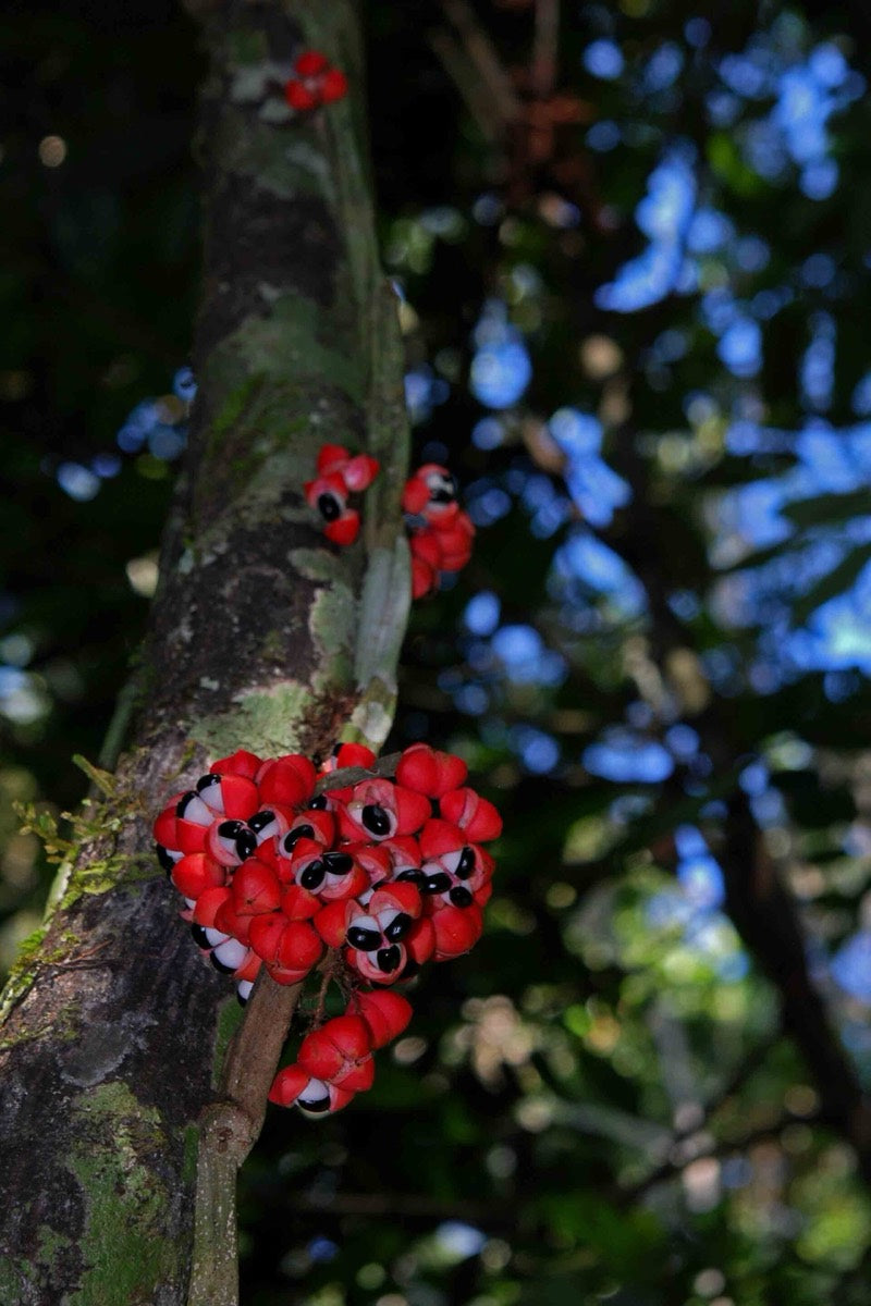 Leuchtend rote Guarana-Frucht mit schwarzen Samen